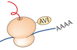 Ribosome structure with mRNA and growing polypeptide chain