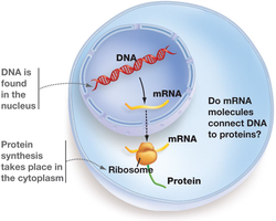 Diagram showing DNA in the nucleus, mRNA, and protein synthesis in the cytoplasm