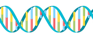 DNA double helix structure