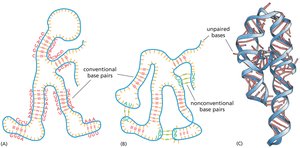 RNA secondary and tertiary structures