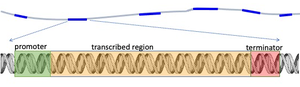 Diagram of a gene showing promoter, transcribed region, and terminator