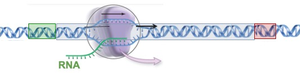 Transcription process showing RNA polymerase synthesizing RNA from DNA