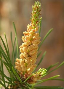 Male pine cone (strobilus)