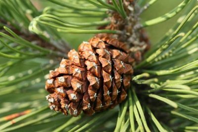 Female pine cone
