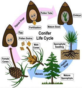 Conifer life cycle diagram
