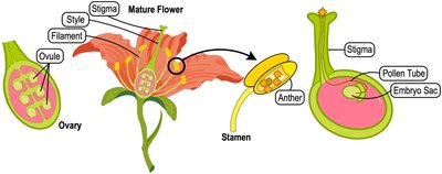 Flower structure and fertilization