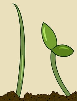 Monocot and dicot seedling germination