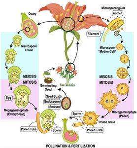 Angiosperm pollination and fertilization life cycle