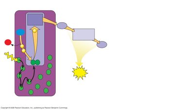 Electron transport and ATP synthesis in Photosystem II