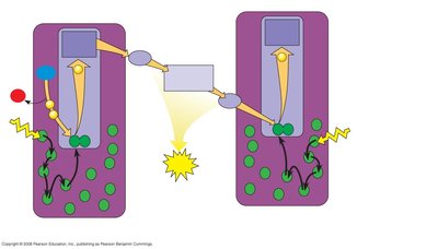 Electron excitation and transfer in Photosystem I