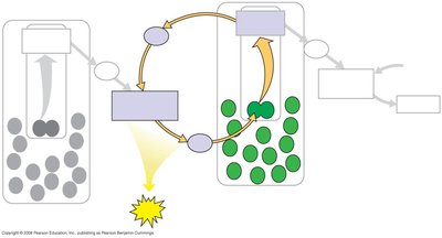 Cyclic electron flow in Photosystem I