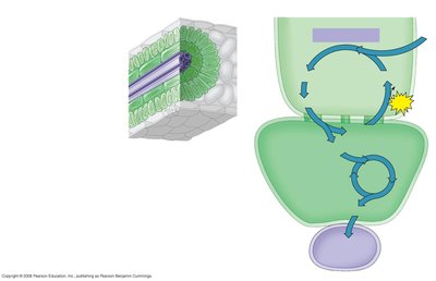 C4 leaf anatomy and pathway