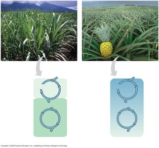C4 and CAM plant adaptations