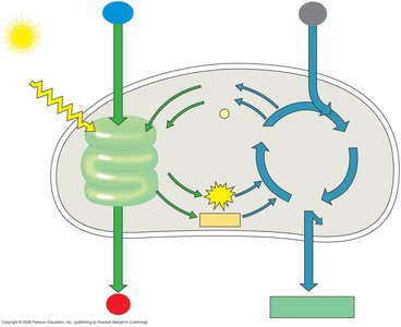 Photosynthesis importance and products
