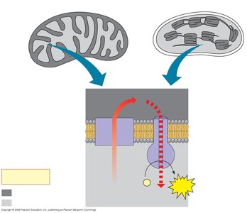 Comparison of chemiosmosis in chloroplasts and mitochondria