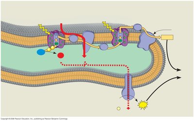 Electron transport chain in thylakoid membrane