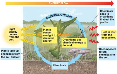 Energy flow and chemical cycling