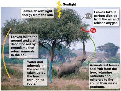 Climate change effects