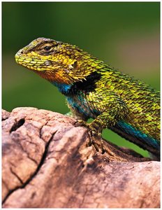 Habitat deterioration and species shift