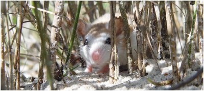 Beach mouse camouflage