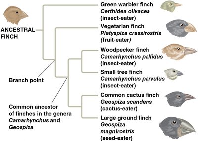 Finch phylogenetic tree