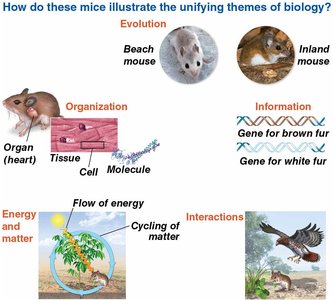 Unifying themes illustrated by mice