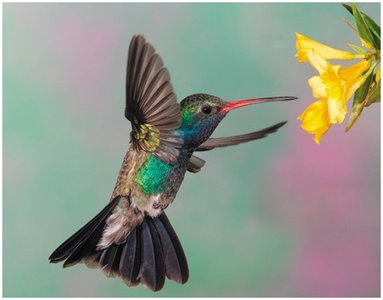 Hummingbird structure and function