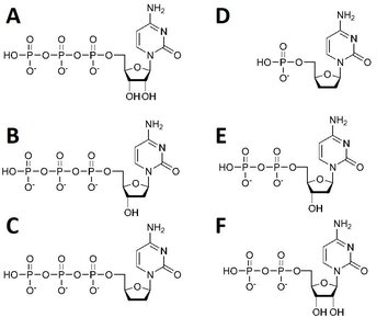Nucleotide structures for dNTP, ddNTP, and NTP