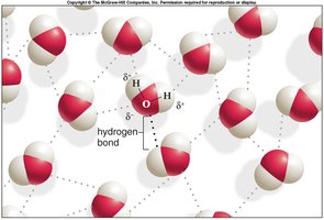 Hydrogen bonding between water molecules