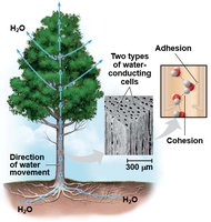 Cohesion and adhesion in water movement in plants