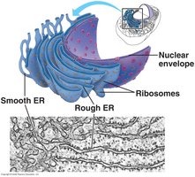 Smooth and rough ER comparison