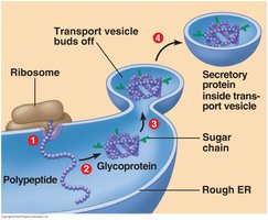 Transport vesicle formation and function