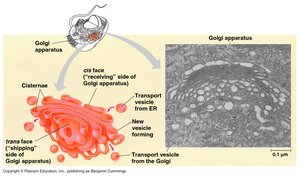 Golgi apparatus structure and vesicle transport