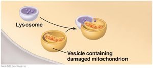 Lysosome and autophagy of damaged mitochondrion