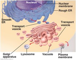 Phagocytosis by pseudopods