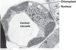 Central vacuole in plant cell
