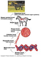 Levels of biological organization from molecular to organismal
