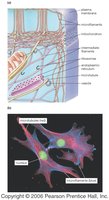 Cytoskeleton structure in cells