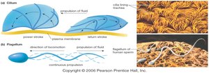 Cilia and flagella structure and function