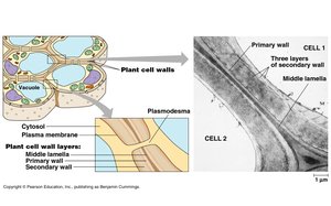 Plant cell wall structure and plasmodesmata