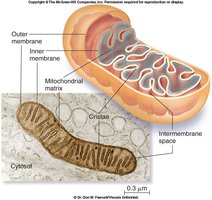 Structure of mitochondrion with cristae and matrix
