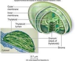 Structure of chloroplast with thylakoids and stroma