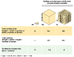 Surface area to volume ratio table and diagram