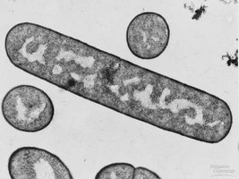 Prokaryotic cell under electron microscope