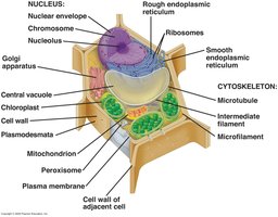 Diagram of plant cell organelles including endomembrane system
