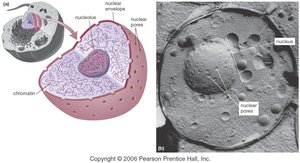 Structure of the nucleus and nuclear envelope