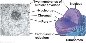 Nucleus with nucleolus and nuclear envelope