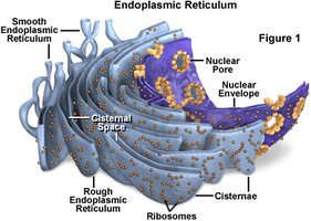 Structure of the endoplasmic reticulum