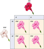 Punnett square showing incomplete dominance in carnations