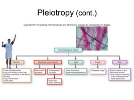 Pleiotropy in Marfan syndrome